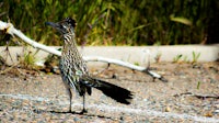 a roadrunner standing on a gravel road