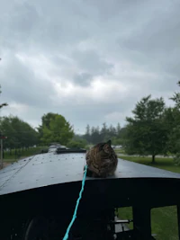 a cat is sitting on the top of a train