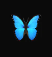 a blue butterfly on a black background