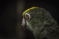 a green parrot with a yellow beak
