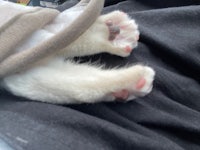 a cat with its paws wrapped up in a blanket