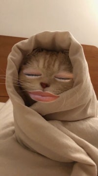 a cat wrapped in a blanket with its eyes closed