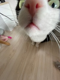 a black and white cat looking at the camera