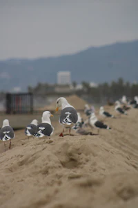 a group of seagulls on a beach