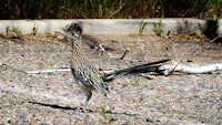 a roadrunner walking on gravel