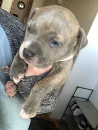 a small grey pit bull puppy being held by a person