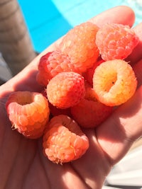 raspberries in a hand near a pool