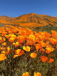 a field of orange poppies in california
