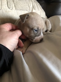 a person is petting a puppy on a couch