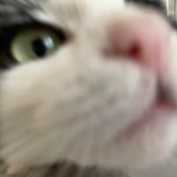 a close up of a cat's face