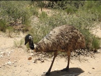 an emu walking in the desert