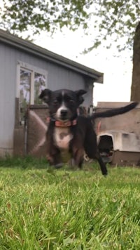 a black and white dog running in the grass
