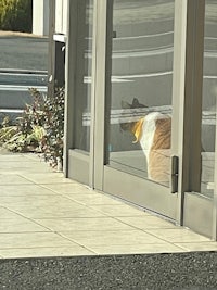 a cat looking out of a glass door