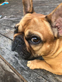 a french bulldog laying on a wooden deck