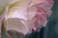 a close up of a pink rose with water droplets