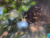 an image of a spider in a web