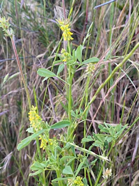 a yellow flower in a grassy area