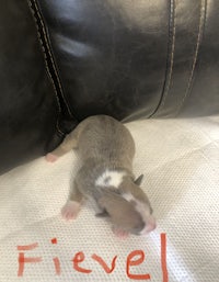 a brown and white kitten with the word fievel written on it