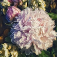 a close up of a pink peony flower
