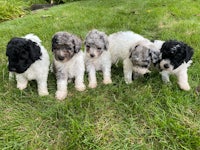 a group of black and white puppies standing in the grass