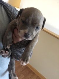 a small grey pit bull puppy is being held in a person's arms