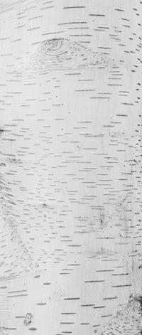 a black and white photo of a birch tree