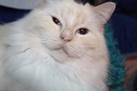 a white cat laying on a blue couch