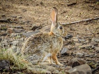 a rabbit is sitting on the ground in front of rocks