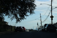 a tree on the side of the road