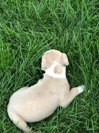 a white and brown puppy laying in the grass