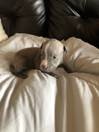 a small grey pit bull puppy laying on a pillow