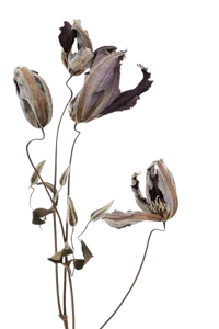 three dried flowers on a black background