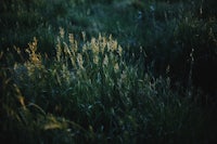a field of tall grass at dusk