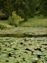 a pond filled with water lilies and trees