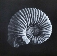 a black and white photograph of an ammonite