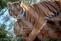 a tiger resting on a log