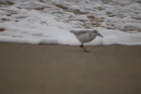 a bird walking on the sand