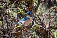 a blue bird perched on a branch