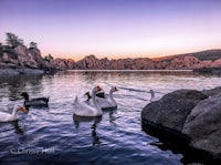 white swans swimming in a lake at sunset