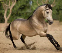 a grey horse galloping on a dirt field