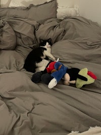 a cat laying on a bed with a stuffed animal