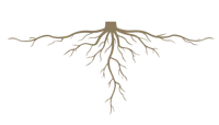 a tree with roots on a black background