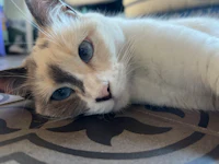 a white and blue cat laying on a tile floor