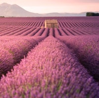 a lavender field with mountains in the background