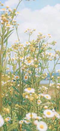 a field of white daisies with a blue sky