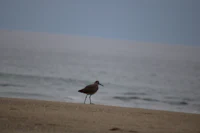 a bird standing on a sandy beach