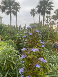 a plant with blue flowers in front of palm trees