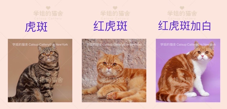 猫咪花色的选择 学姐的猫舍 Cattery In New York 猫咪花色的选择 学姐的猫舍 Cattery In New York
