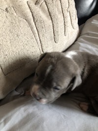 a grey and white puppy laying on top of a pillow