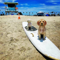 two dogs sitting on a surfboard on the beach